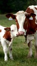 Portuguese calf nuzzles affectionately under mother cows watchful gaze Royalty Free Stock Photo