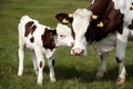 Portuguese calf nuzzles affectionately under mother cows watchful gaze Royalty Free Stock Photo