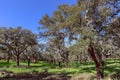 Portuguese cork oak grove Quercus suber Alentejo, Portugal