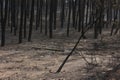 Portuguese forest burning