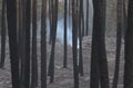 Portuguese forest burning