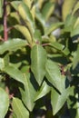 Portuguese Laurel Cherry Royalty Free Stock Photo