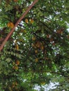 Portuguese Macau Nature Outdoor Narrow Street Alley Macao Starfruit Tree Green Lifestyle Old House Yellow Fruit Trees Blossom Royalty Free Stock Photo