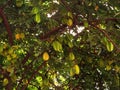 Portuguese Macau Nature Outdoor Narrow Street Alley Macao Starfruit Tree Green Lifestyle Old House Yellow Fruit Trees Blossom Royalty Free Stock Photo