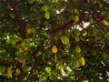 Portuguese Macau Nature Outdoor Narrow Street Alley Macao Starfruit Tree Green Lifestyle Old House Yellow Fruit Trees Blossom Royalty Free Stock Photo