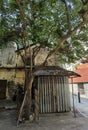 Portuguese Macau Nature Outdoor Narrow Street Alley Macao Starfruit Tree Green Lifestyle Old House Yellow Fruit Trees Blossom