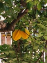 Portuguese Macau Nature Outdoor Narrow Street Alley Macao Starfruit Tree Green Lifestyle Old House Yellow Fruit Trees Blossom Royalty Free Stock Photo