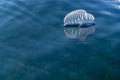 Portuguese Man O` War