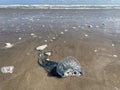 Portuguese Man oÃ¢â¬â¢ War