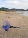 A portuguese man-o-war jellyfish on the beach Royalty Free Stock Photo