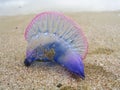 A portuguese man-o-war jellyfish on the beach Royalty Free Stock Photo