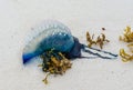Portuguese man o` war jellyfish washed up on Gulf Coast ocean beach shoreline. Beautiful, dangerous, colorful jellyfish.