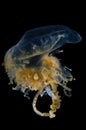 Portuguese man o` war Physalia physalis, also known as the man-of-war, blue bottle, or floating terror Royalty Free Stock Photo