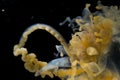 Portuguese man o` war Physalia physalis, also known as the man-of-war, blue bottle, or floating terror Royalty Free Stock Photo