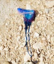 Portuguese man o war Physalia physalis jellyfish Royalty Free Stock Photo