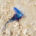 Portuguese man o war Physalia physalis jellyfish Royalty Free Stock Photo