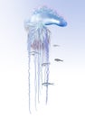 Portuguese man o war