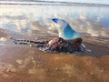 Portuguese Man-O-War on SPI