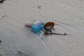 A Portuguese Man-O-War stranded on a Cornish beach Royalty Free Stock Photo