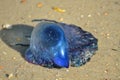 Portuguese Man of War on beach Royalty Free Stock Photo