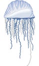 Portuguese Man-of-War Illustration Royalty Free Stock Photo