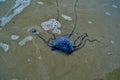 Portuguese Man of War Jellyfish