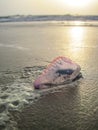 Portuguese man of war (Physalia physalis) on beach in Africa Royalty Free Stock Photo