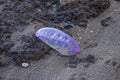 Portuguese Man of War on Treasure Beach, Jamaica Royalty Free Stock Photo