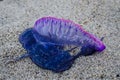 Portuguese man of war in Tyron Colombia