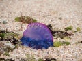 Portuguese man of War Royalty Free Stock Photo