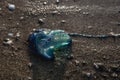 Portuguese Man-of-War Washed Onto Beach