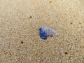 Portuguese Man-Of-War Royalty Free Stock Photo