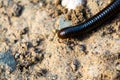 The Portuguese millipede, is a herbivorous millipede native to the southern Iberian Peninsula where it shares its range with other
