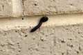 Black Portuguese millipede (Ommatoiulus moreleti) crawling on a wall : (pix SShukla) Royalty Free Stock Photo