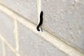 Black Portuguese millipede (Ommatoiulus moreleti) crawling on a wall : (pix SShukla) Royalty Free Stock Photo