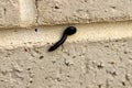 Black Portuguese millipede (Ommatoiulus moreleti) crawling on the wall : (pix Sanjiv Shukla) Royalty Free Stock Photo