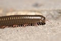 Portuguese millipede Ommatoiulus moreleti in Santa Cruz de La Palma. Royalty Free Stock Photo