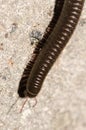 Portuguese millipede Ommatoiulus moreleti in Santa Cruz de La Palma. Royalty Free Stock Photo