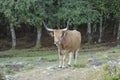 Portuguese mountain semi wild cattle Royalty Free Stock Photo