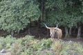 Portuguese mountain semi wild cattle Royalty Free Stock Photo