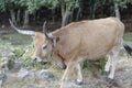 Portuguese mountain semi wild cattle Royalty Free Stock Photo