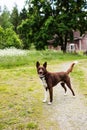 Portuguese Podengo with dark brown and white fur Royalty Free Stock Photo