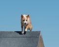 Portuguese Podengo dog climbing over an a-frame