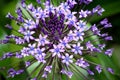 Portuguese Squill, detail Royalty Free Stock Photo