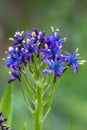 Portuguese squill Scilla peruviana, flowers