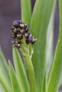 Portuguese squill Scilla peruviana, budding purple flowers