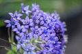 Portuguese squill Scilla peruviana, close-up of flowers