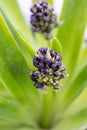 Portuguese squill Scilla peruviana, budding flowers