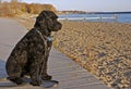 Portuguese Water Dog