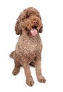 Portuguese Water Dog Royalty Free Stock Photo
